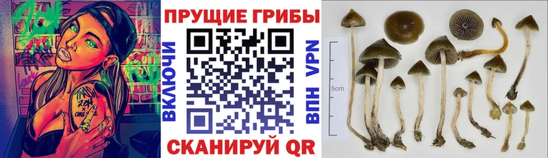 Купить  Мыски  Псилоцибиновые грибы мухоморы 